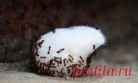 Почему нельзя пылесосить без ватного шарика в мешочке? Для меня это стало открытием…