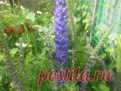 Многолетнее растение с эффектными колосовидными соцветиями ярко-голубой окраски. Растение высотой до 60 см. Стебли малочисленные или одиночные. Соцветия верхушечные, колосовидные, густые, до 10 см длиной. Цветёт на второй год с июня по август. Используют для групповых и одиночных посадок, на рабатках, в миксбордерах и на срезку.