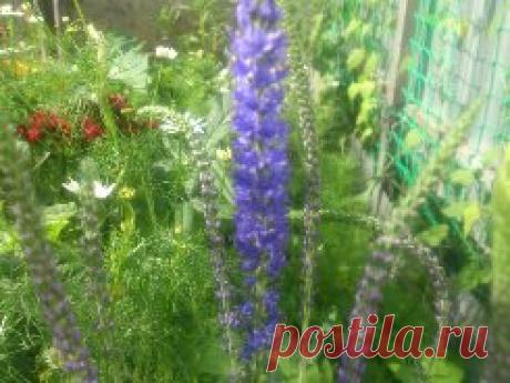 Многолетнее растение с эффектными колосовидными соцветиями ярко-голубой окраски. Растение высотой до 60 см. Стебли малочисленные или одиночные. Соцветия верхушечные, колосовидные, густые, до 10 см длиной. Цветёт на второй год с июня по август. Используют для групповых и одиночных посадок, на рабатках, в миксбордерах и на срезку.