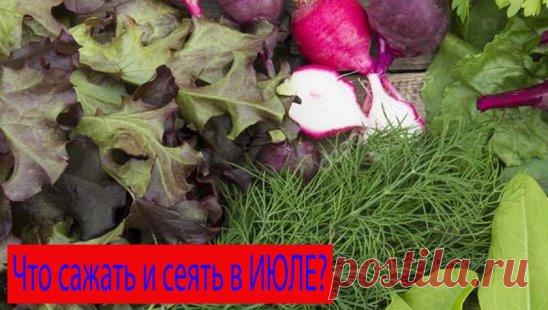 Что можно посадить и высеять на освободившееся место на грядке в июле месяце. Подробнее здесь https://youtu.be/vlqoOlFxoc0