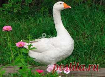 Никита Гусятник: значение, традиции, работы в саду Какие работы выполнить садоводу на Никиту Гусятника, чего нельзя делать. История народные традиции праздника. Кто такие Полудницы, почему их опасались