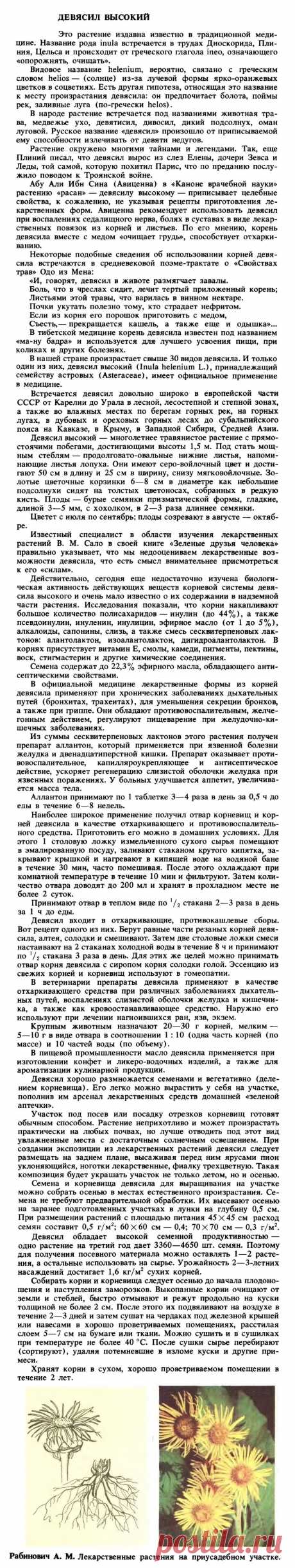 Девясил высокий