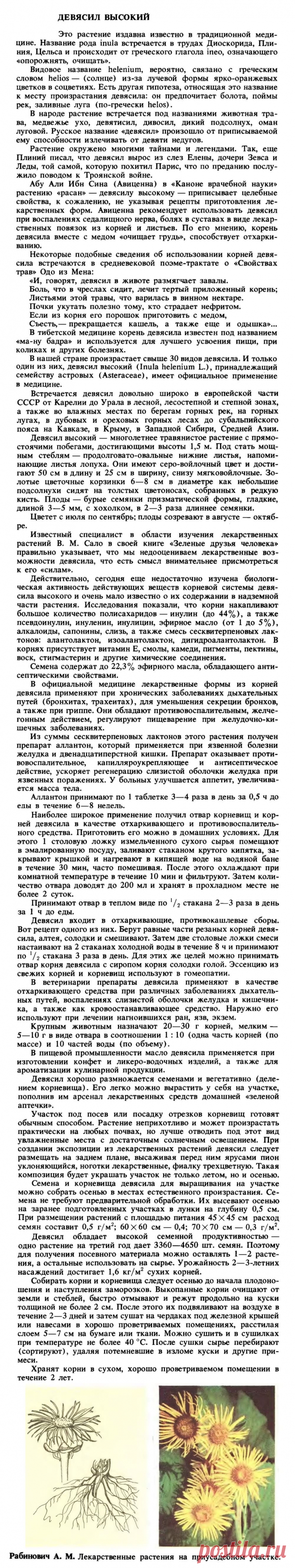 Девясил высокий
