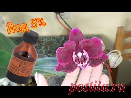 Протираю Орхидеи ЙОДОМ, что с ними будет ожог или ПЫШНОЕ ЦВЕТЕНИЕ/ Эксперимент обработка йодом - YouTube