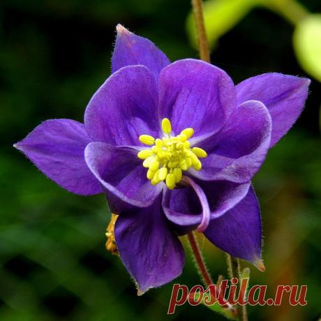 Плейкаст «РЕДКИЕ ЦВЕТЫ или ЗОЛОТО ПЕРВОГО СОЛНЦА...»