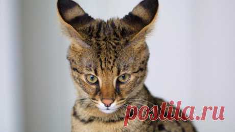Коты, которые ставят в тупик своим поведением