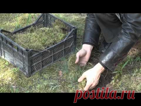Сбор мха для приготовления субстрата для  стрептокарупсов