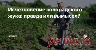 Исчезновение колорадского жука: правда или вымысел? О вымирании этого полосатого вредителя заговорили многие. Надолго ли пропал колорадский жук и пропал ли вообще – разберемся далее.