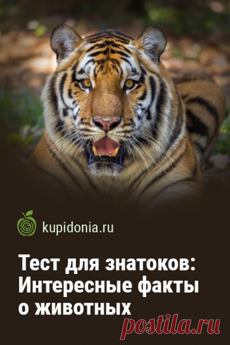 Тест для знатоков: Интересные факты о животных. Интересный тест с фактами о разных животных. Он состоит из 20 вопросов разной сложности. Попробуйте ответить правильно хотя бы на 15 из них!