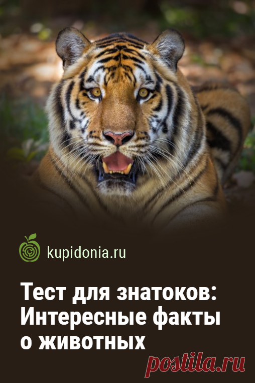 Тест для знатоков: Интересные факты о животных. Интересный тест с фактами о разных животных. Он состоит из 20 вопросов разной сложности. Попробуйте ответить правильно хотя бы на 15 из них!
