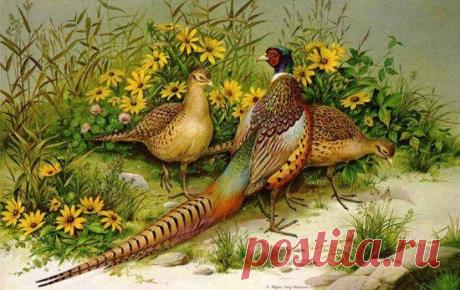 Схема вышивки «Птицы» - Вышивка крестом