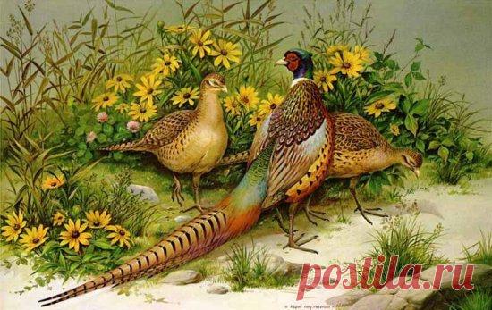 Схема вышивки «Птицы» - Вышивка крестом