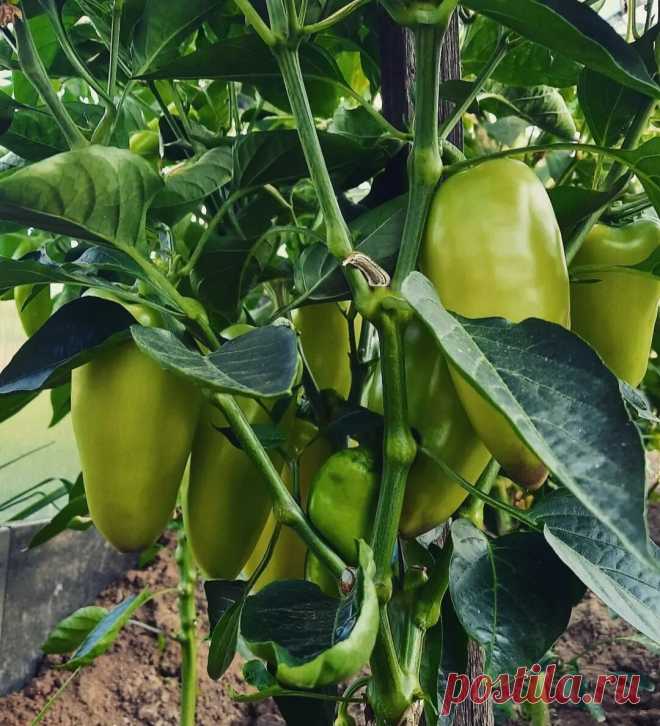 Вкуснейший перец. Урожайные и неприхотливые сорта перца, которые выращиваю в теплице. | Дачные вечера. | Дзен