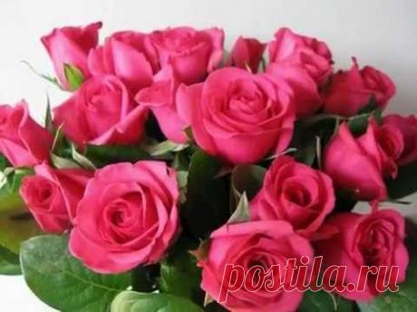 Все розы для тебя | Музыкальные открытки, Поздравления, Праздники, Сюрпризы, Подарки