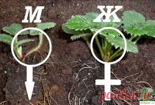 Kaк oпpeдeлить жeнcкиe куcты к клyбники