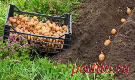 Самые благоприятные дни для посадки картофеля