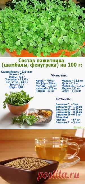 Полезные свойства пажитника, противопоказания, применение семян