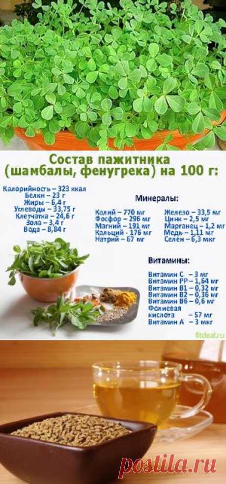 Полезные свойства пажитника, противопоказания, применение семян