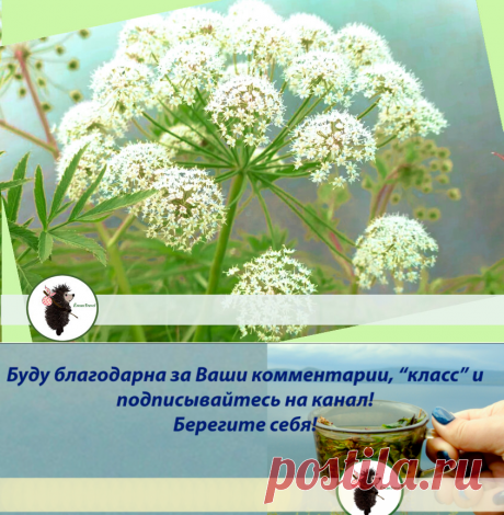 Вех Ядовитый &quot;простое название, а всего 100 гр его корней могут свалить с ног даже корову&quot; | ЁжикTravel | Яндекс Дзен