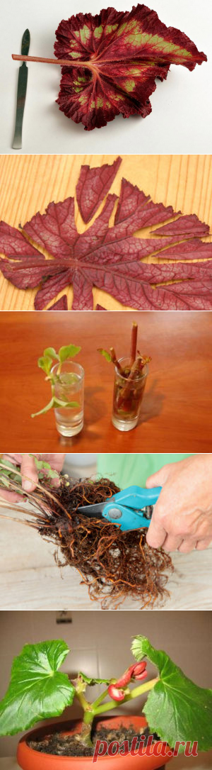 Размножение бегонии листом, черенками в домашних условиях