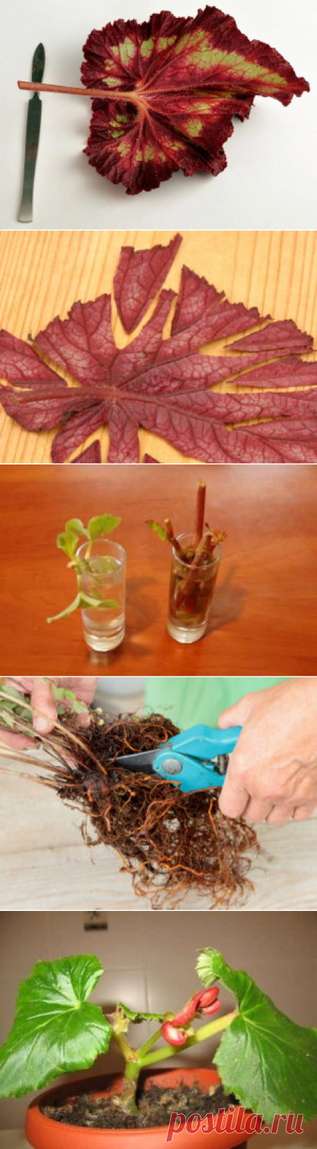 Размножение бегонии листом, черенками в домашних условиях