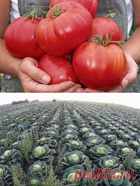 (58) Одноклассники