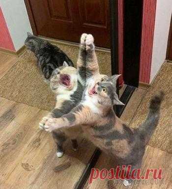 25 необычных животных, которых природа раскрасила так, как ей вздумалось