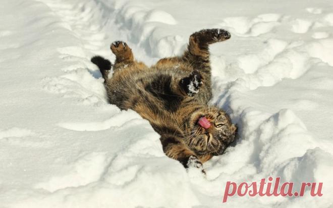 Вот как нужно радоваться снегу!