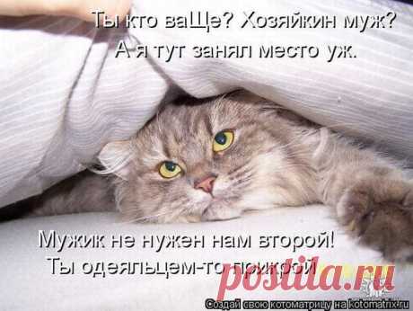 Котоматрицы