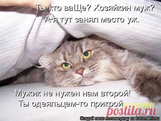 Котоматрицы