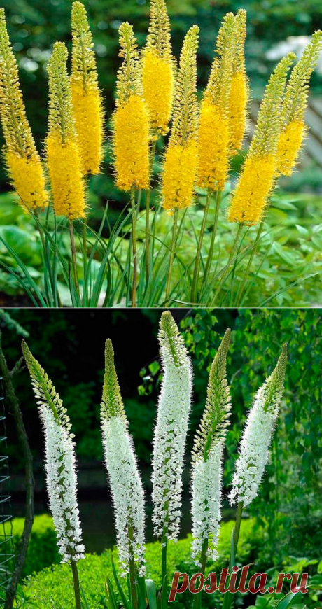 Эремурус: посадка и уход в открытом грунте, выращивание из семян