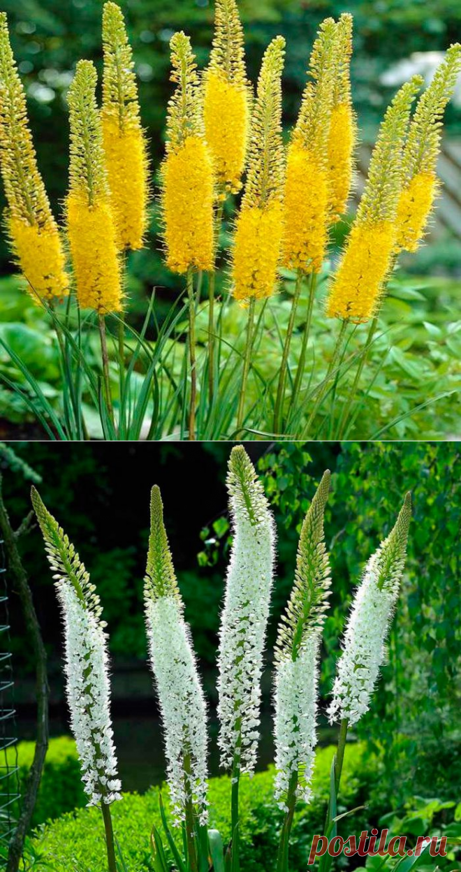 Эремурус: посадка и уход в открытом грунте, выращивание из семян