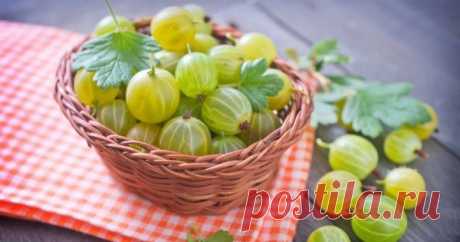 Что приготовить из крыжовника на зиму – 9 невероятно вкусных закаток Крыжовник – очень необычная ягода, примечательная не только своим внешним сходством с арбузом, но и особым вкусом. Как сохранить этот вкус и лакомиться ягодами в холодные зимние вечера? Прочтите статью и узнайте.