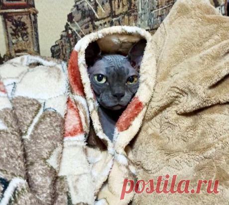 Смешные кото-фотки: видит око👁, смеётся рот😸 | Мой обожаемый кот | Яндекс Дзен