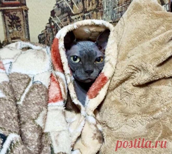 Смешные кото-фотки: видит око👁, смеётся рот😸 | Мой обожаемый кот | Яндекс Дзен