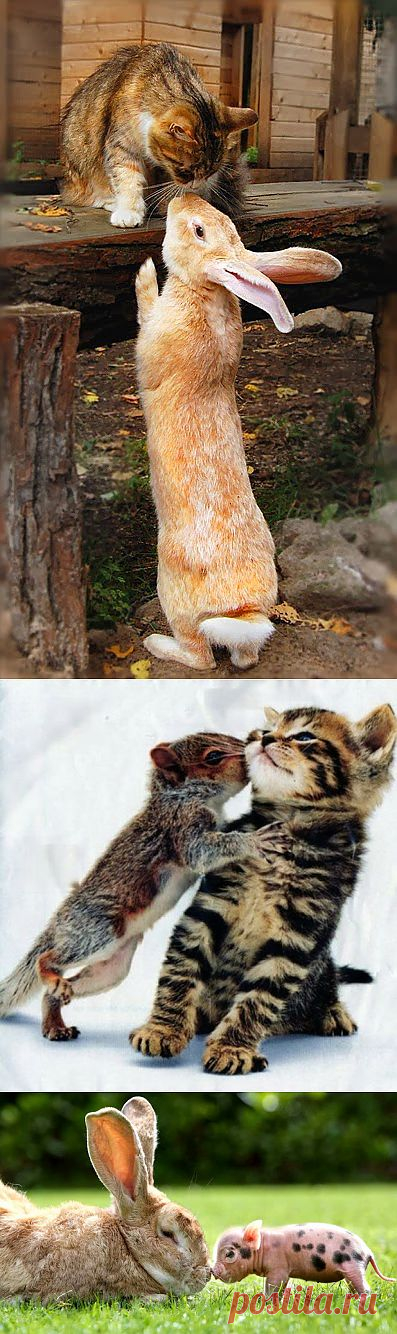 Топ-6 Симпатичных Допускается дружбы Животное Планета