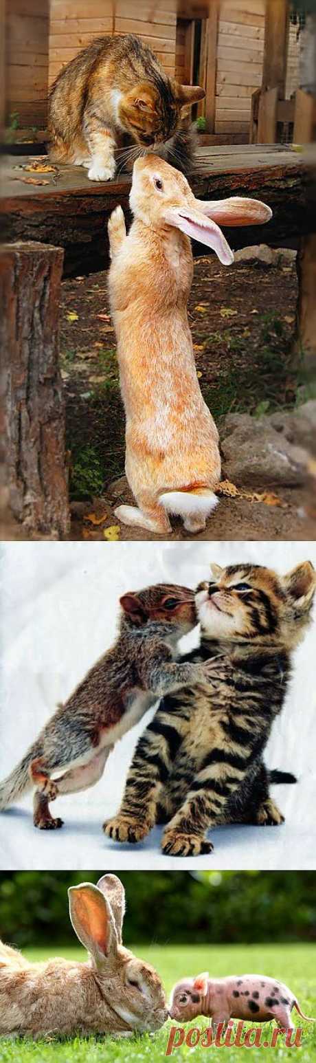 Топ-6 Симпатичных Допускается дружбы Животное Планета