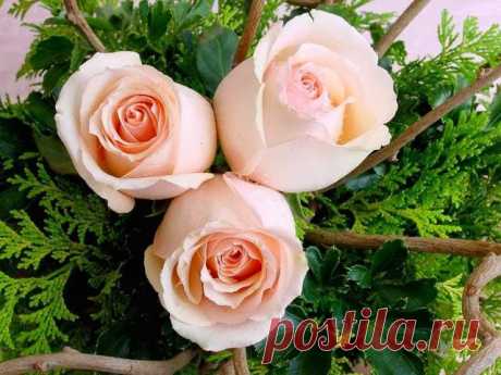 ♫МУЗЫКАЛЬНАЯ СТРАНИЧКА ДЛЯ ДУШИ !♫: ❤ МУЗЫКАЛЬНАЯ ОТКРЫТКА ❤ МУЗЫКА ДЛЯ ДУШИ.❤