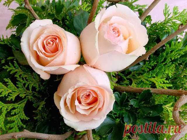 ♫МУЗЫКАЛЬНАЯ СТРАНИЧКА ДЛЯ ДУШИ !♫: ❤ МУЗЫКАЛЬНАЯ ОТКРЫТКА ❤ МУЗЫКА ДЛЯ ДУШИ.❤