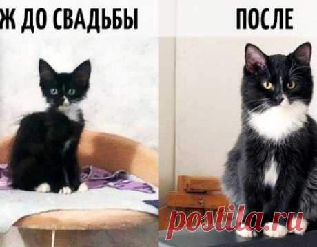 9 фотографий о том, как меняется жизнь после свадьбы