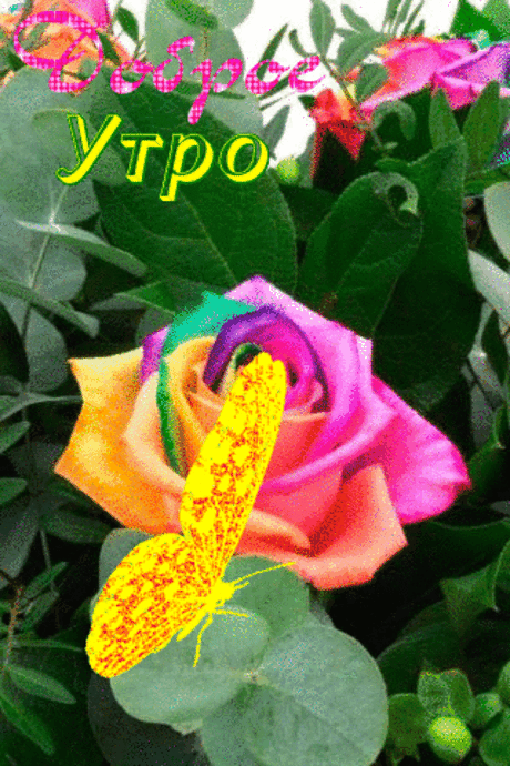 Доброе Утро