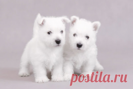 Cute&Cool Pets 4U: Фотографии милых белых щенков