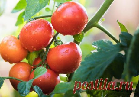 Сибирский «гость» — помидор Боец (Буян), самый неприхотливый из всех томатов
Данный сорт выведен сибирскими учеными для высаживания в открытом и закрытом грунте...
Читай дальше на сайте. Жми подробнее ➡