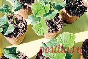 Из опыта Виктора Пркопчика: Начало посевной | ОГОРОД БЕЗ ХЛОПОТ