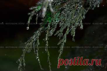 Close-up of ice covered evergreen plant during winter night Стоковое фото, фотограф Ilaronsia / Фотобанк Лори