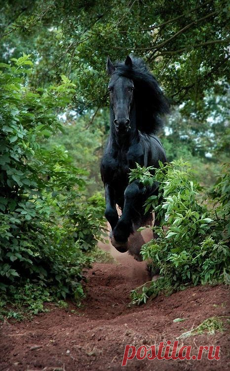 Unnamed - Pixdaus | Horses