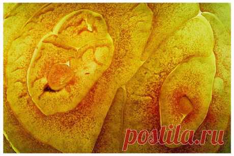 Фотография Что это? из раздела макро №1042638 - фото.сайт - Photosight.ru