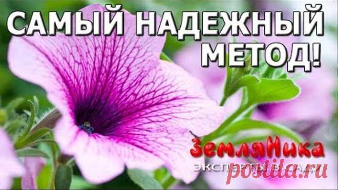 ОБАЛДЕННЫЙ СПОСОБ ПОСЕВА СЕМЯН ПЕТУНИИ НА РАССАДУ! БЫСТРЫЕ ВСХОДЫ!