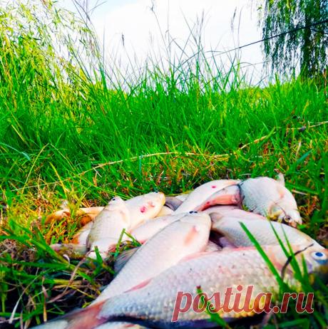 Проверенная временем начинка для «пружин» и «сосок» ловит, ловит и ловит | Рыбалка с дядей Сашей | Яндекс Дзен