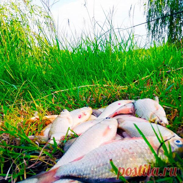 Проверенная временем начинка для «пружин» и «сосок» ловит, ловит и ловит | Рыбалка с дядей Сашей | Яндекс Дзен